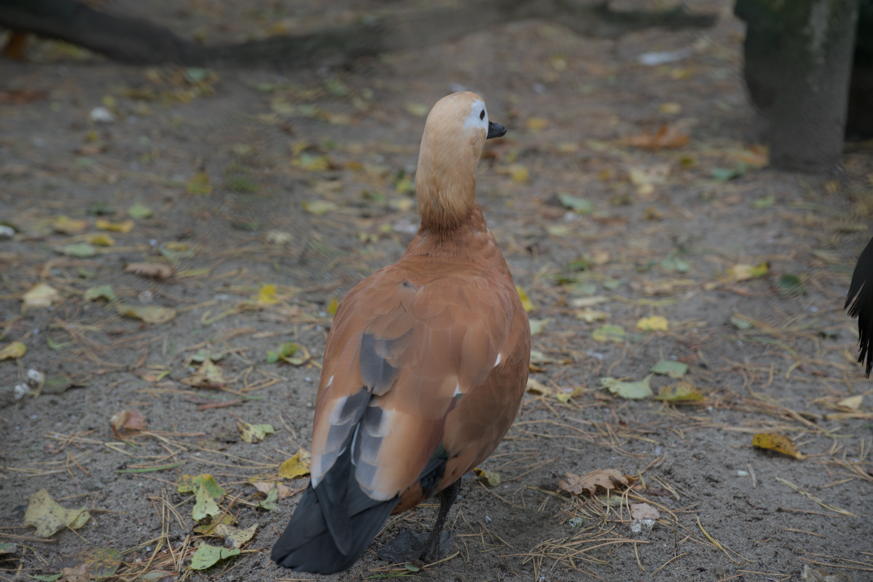 2025/10/12 - zoo/DSC_0099.jpg